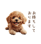 トイプードルの敬語・丁寧語スタンプ（個別スタンプ：36）