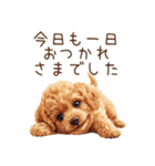トイプードルの敬語・丁寧語スタンプ（個別スタンプ：39）