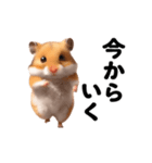 踊る！ハムちゃん（個別スタンプ：20）