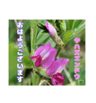 4月のお花でご挨拶（個別スタンプ：1）