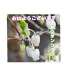 4月のお花でご挨拶（個別スタンプ：3）