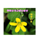 4月のお花でご挨拶（個別スタンプ：5）