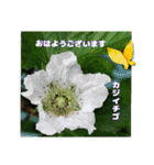 4月のお花でご挨拶（個別スタンプ：6）