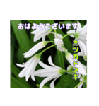 4月のお花でご挨拶（個別スタンプ：7）