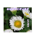 4月のお花でご挨拶（個別スタンプ：8）