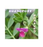 4月のお花でご挨拶（個別スタンプ：9）