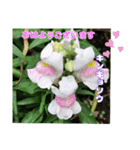 4月のお花でご挨拶（個別スタンプ：12）