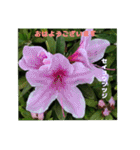 4月のお花でご挨拶（個別スタンプ：13）