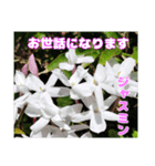 4月のお花でご挨拶（個別スタンプ：15）