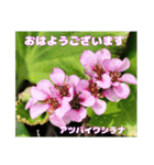 4月のお花でご挨拶（個別スタンプ：16）