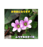 4月のお花でご挨拶（個別スタンプ：17）