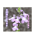 4月のお花でご挨拶（個別スタンプ：20）