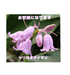 4月のお花でご挨拶（個別スタンプ：21）