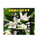 4月のお花でご挨拶（個別スタンプ：22）