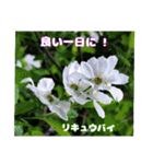 4月のお花でご挨拶（個別スタンプ：25）