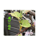 4月のお花でご挨拶（個別スタンプ：26）