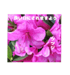 4月のお花でご挨拶（個別スタンプ：28）
