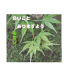 4月のお花でご挨拶（個別スタンプ：29）