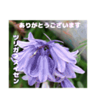 4月のお花でご挨拶（個別スタンプ：30）