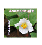 4月のお花でご挨拶（個別スタンプ：31）