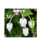 4月のお花でご挨拶（個別スタンプ：34）