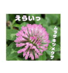 4月のお花でご挨拶（個別スタンプ：35）