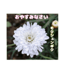 4月のお花でご挨拶（個別スタンプ：37）