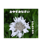 4月のお花でご挨拶（個別スタンプ：39）