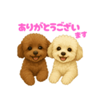 トイプードルのメロとチル（個別スタンプ：1）