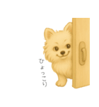 ポメさんとの日々。3（個別スタンプ：12）