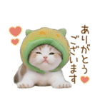 メロン帽が可愛い スコティッシュ猫3 敬語（個別スタンプ：4）