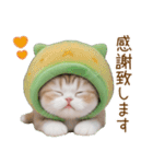 メロン帽が可愛い スコティッシュ猫3 敬語（個別スタンプ：5）