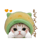 メロン帽が可愛い スコティッシュ猫3 敬語（個別スタンプ：7）