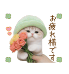メロン帽が可愛い スコティッシュ猫3 敬語（個別スタンプ：11）
