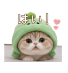 メロン帽が可愛い スコティッシュ猫3 敬語（個別スタンプ：14）