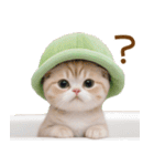 メロン帽が可愛い スコティッシュ猫3 敬語（個別スタンプ：15）