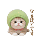 メロン帽が可愛い スコティッシュ猫3 敬語（個別スタンプ：16）