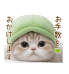 メロン帽が可愛い スコティッシュ猫3 敬語（個別スタンプ：18）