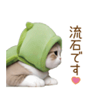 メロン帽が可愛い スコティッシュ猫3 敬語（個別スタンプ：20）