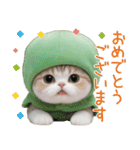 メロン帽が可愛い スコティッシュ猫3 敬語（個別スタンプ：22）