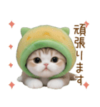 メロン帽が可愛い スコティッシュ猫3 敬語（個別スタンプ：24）