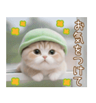 メロン帽が可愛い スコティッシュ猫3 敬語（個別スタンプ：25）