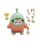 メロン帽が可愛い スコティッシュ猫3 敬語（個別スタンプ：26）