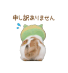 メロン帽が可愛い スコティッシュ猫3 敬語（個別スタンプ：28）