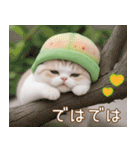 メロン帽が可愛い スコティッシュ猫3 敬語（個別スタンプ：31）
