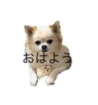 よーちゃんサンバ（個別スタンプ：1）