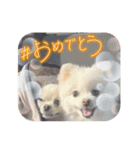 よーちゃんサンバ（個別スタンプ：5）
