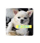 よーちゃんサンバ（個別スタンプ：8）