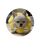 よーちゃんサンバ（個別スタンプ：12）