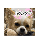 よーちゃんサンバ（個別スタンプ：16）